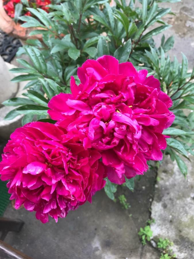 Violette Lejlighed Bordeaux Eksteriør billede